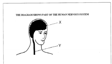 nerveous system.jpg